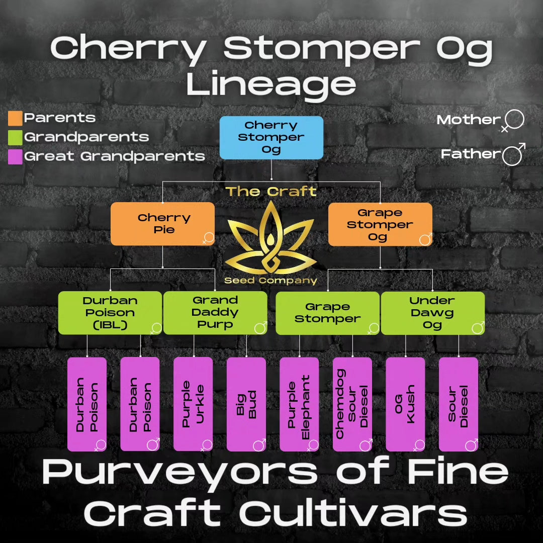 Cherry Stomper Og F2 Seeds