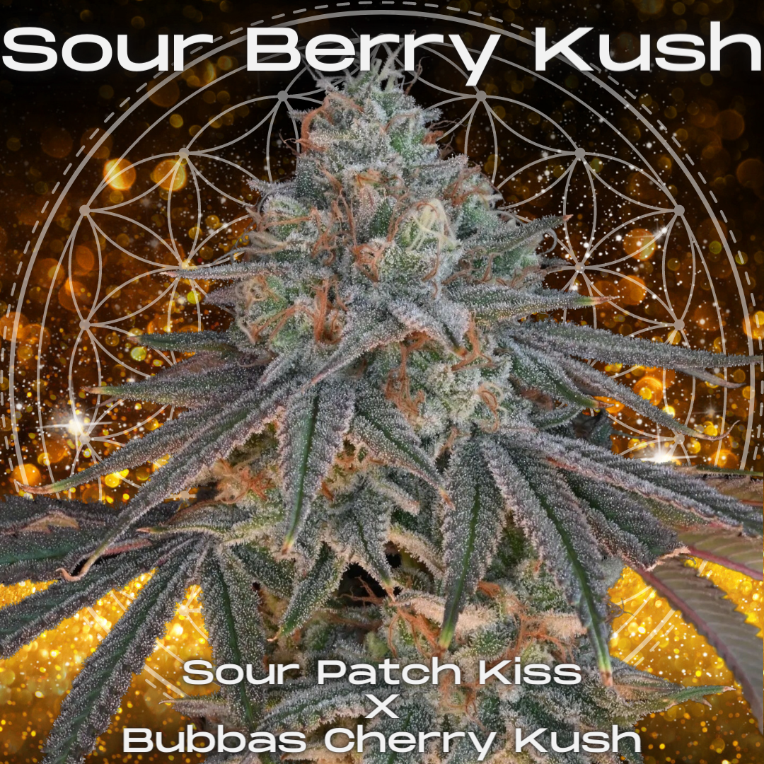 Sour Berry Kush